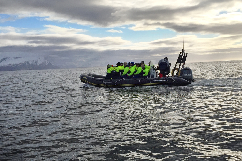 Ribbsafari i Saltstraumen. GFD 2015